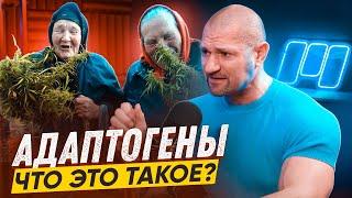 АДАПТОГЕНЫ. ЧТО ЭТО ТАКОЕ? Яковина