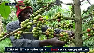 Hon. Kasibante Moses -getting rich from Coffee farming. Teri bugagga obusinga okulima - #extradigest