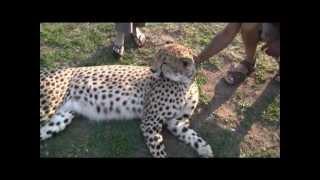 Cheetah's and Caracal's in Emdoneni, South Africa