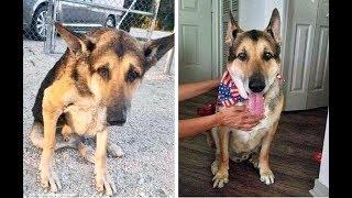 10 Before and After Doggie Adoption Photos That Show True Happiness Without Words