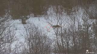 Coyote Called in Snow