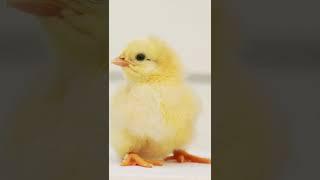 Baby Chicks Chirping  ASMR