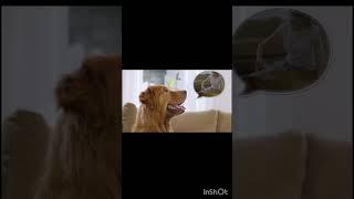Neabot P2 Pro Dog Grooming Kit #shorts #ytshorts #petlover