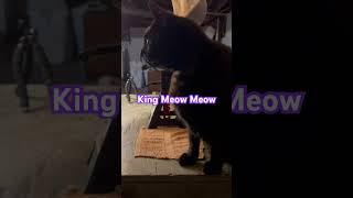 King Meow Meow said… #cat #funny #love