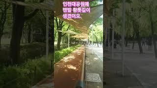 인천대공원에 생긴  맨발  황톳길  한번 걸어 보세요