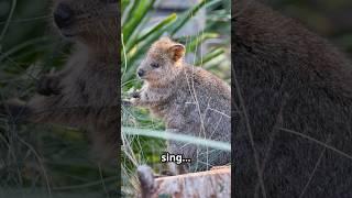 Animal Facts: The Quokka!