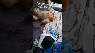 Винюша моя любовь.