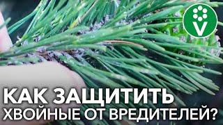 ОСМОТРИТЕ ХВОЙНЫЕ РАСТЕНИЯ! На них может быть опасный вредитель!