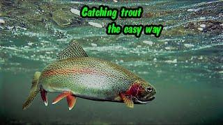 Catching Alabama Rainbow Trout... (The easy way!) #rainbowtrout #fishing #sipseyriver #smithlake