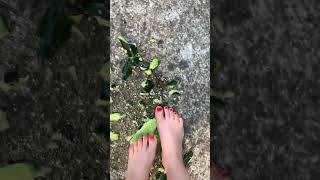 Сucumber crushing #crushing #feet