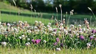 Birds, bees, sounds in the meadow. Video for relaxation. 4 hours