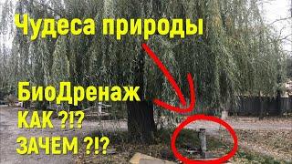 КАК РАНЬШЕ БОРОЛИСЬ С ИЗБЫТКОМ ВЛАГИ В ГРУНТЕ?