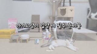 아기고양이 입양 준비물! 꼭 사야하는 필수템 l 오늘의 보리