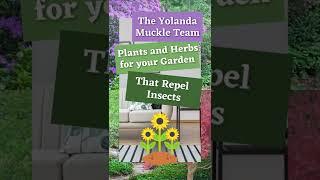 Plants and Herbs for your Garden to Repel Insects | THE YOLANDA MUCKLE TEAM