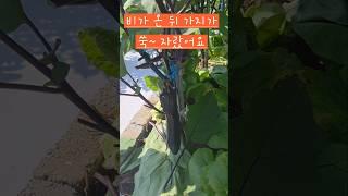 가지가 하루가 다르게 쑥 자랐어요 #옥상텃밭 #소소한행복 #가지
