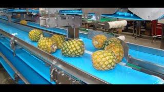 Food Industry Solutions | Fruits - Conveyor Belts by Volta Belting