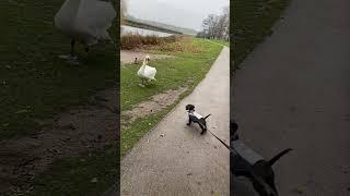 Dog vs Swan @Cusworth Hall