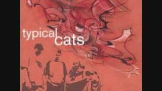 Any Day - Typical Cats