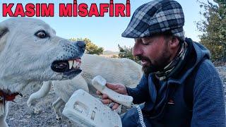 İLK MİSAFİR GEELDİ~KUZULAR BAŞLADI~KABLOLU TELEFON~İŞLER GÜÇLER