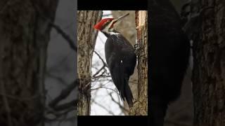 Few hidden facts about woodpecker birds  #facts #shorts