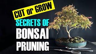 Cut or Grow? The secrets of successful bonsai pruning for beginners