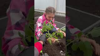 #garden #садоводничество #cat #цветыдлядома #дача