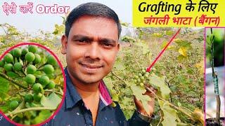 Grafted Brinjal | जंगली बैंगन के बीज | बैंगन की आधुनिक खेती | Off Season Farming | #Ditesh