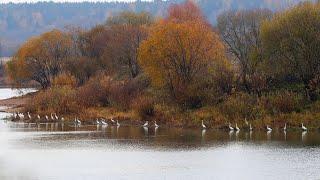 Большие белые цапли осенью.Egretta alba. Птицы Беларуси.