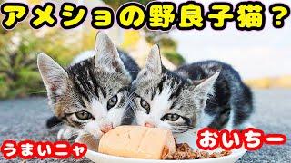 子猫たちと三毛猫の母が幸せそうにご飯を食べる 捨てられたアメリカンショートヘア？がボス猫になった？