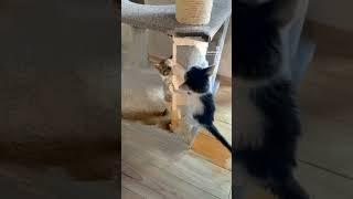 VID 155090613 203940 662