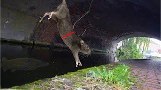 Using Real RATS as BAIT In a City Canal!