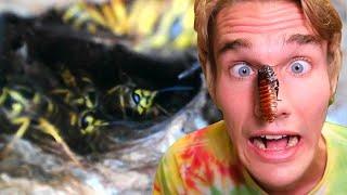 Pet Yellow Jacket Nest Vs Giant Roach