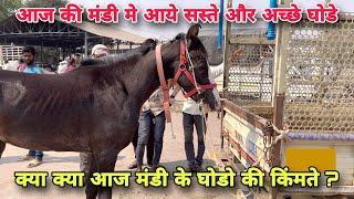 Some cheap horses in today's market | Horse market Yeola | Horse Market Information | Cheapest Ho...