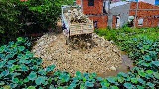 Wow!! Start Project Pour stone in the lotus lake by Skill Bulldozer and 5T Truck