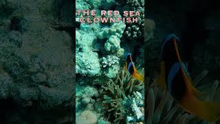 Red Sea Clownfish. #sharm