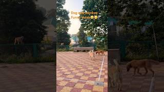 Dog and monkey Funny video #viralvideo#travel#shortsvideo#dog#love#funny#monkey#funnyshorts#fun
