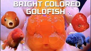 BRIGHTER COLORED GOLDFISH - How to make goldfish colors pop!