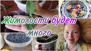 СРОЧНО ЧЕРЕНКУЮ ЖИМОЛОСТЬ | РАЗМНОЖЕНИЕ И ОМОЛОЖЕНИЕ КУСТОВ ЖИМОЛОСТИ