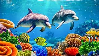 The best aquarium and relaxing music  stunning images of rare and colorful marine life