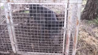 Wild pig trapping in SE Qld - reducing the numbers