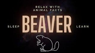 Beaver | Relax With Animal Facts Podcast