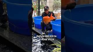 Deliver Big Koi Fish to a Magnificent Villa #koi #nishikigoi #koifish #japanesekoifish #koipond