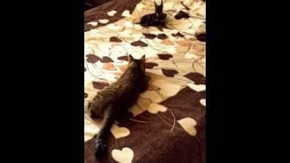 Пражский крысарик и Кот