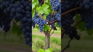 Grapes tree and farm ||#farming#satisfying#shorts