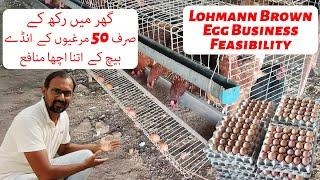 How Much Money Can Earn From 50 Lohmann Brown Egg Laying Hens At Home.