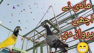 چھت کی رونکے واپس آ گئی - Apna Shok apni pachan - Nasir pigeon club