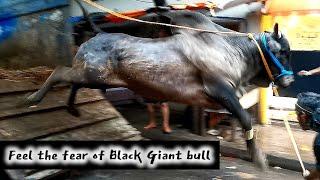 Biggest Black Bull unloading video #angrybull #shortsviral #trending #blackbull #unloading