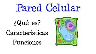  ¿Qué es la Pared Celular?  Funciones [Fácil y Rápido] | BIOLOGÍA |