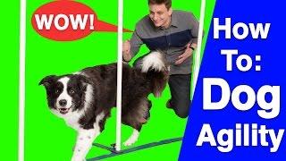 An Introduction to Dog Agility!