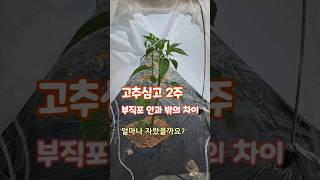 터널재배 고추 정식 괴산젊은농부 #shorts
